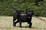STAFFIE 384
